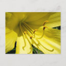 Pesquisar por hemerocallis cartoes postais Dia