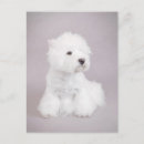 Pesquisar por cão westie cartoes postais Oeste da planície branca