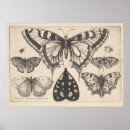 Pesquisar por lepidópteros pôsteres Vintage