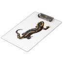 Pesquisar por salamandra Anfíbio