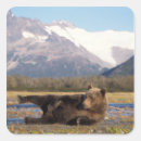 Pesquisar por urso marrom adesivos Vida selvagem