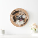 Pesquisar por shihtzu Cão