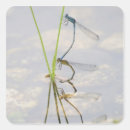 Pesquisar por damselflies Animal