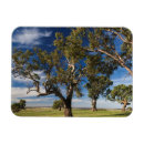 Pesquisar por goma imas Árvores