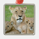 Pesquisar por tanzânia ornamentos Fauna