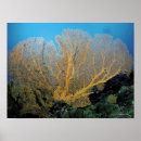 Pesquisar por coral pósteres pôsteres Floral