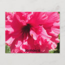 Pesquisar por flor hibiscus cartoes postais Ilha