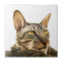 Pesquisar por gato de gato malhado azulejos Gatos