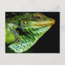 Pesquisar por lagartos verdes cartoes postais Iguana
