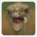 Pesquisar por avestruz adesivos Pássaro