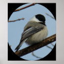 Pesquisar por frangos pósteres pôsteres Qualquer pessoa