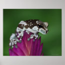 Pesquisar por sapos pôsteres Natureza