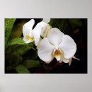 Pesquisar por afrodite pôsteres Flor