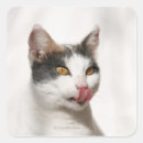 Pesquisar por gato branco adesivos Animais