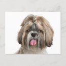 Pesquisar por shih tzu puppy cartoes Cão