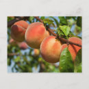 Pesquisar por criador cartoes postais Amor