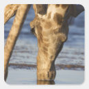 Pesquisar por camelopardalis do giraffa Vertical
