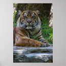 Pesquisar por tony pósteres pôsteres Tigre