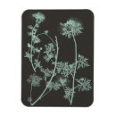 Pesquisar por carvão vegetal imas Estudo botânico