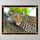 Pesquisar por leopardo olhos pôsteres Fotografia