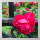 Pesquisar por dia chuvoso pôsteres Rosa