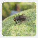 Pesquisar por fly adesivos Mosca