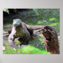 Pesquisar por dragão de komodo pôsteres Fotografia