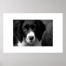 Pesquisar por springer spaniel pôsteres Canino