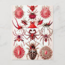 Pesquisar por aracnídeos cartoes postais Halloween