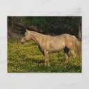 Pesquisar por cavalo amarelo cartoes postais Equino
