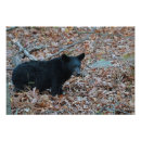 Pesquisar por urso preto fotografia Natureza