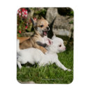 Pesquisar por jovem corça imas Fotógrafo canino