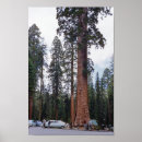 Pesquisar por sequoia pôsteres Sequóia gigante