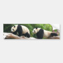 Pesquisar por panda fotografia Natureza