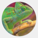 Pesquisar por camaleão adesivos Lagarto
