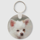 Pesquisar por cachorrinhos chaveiros Chihuahua