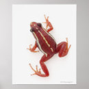 Pesquisar por sapos venenosos Répteis