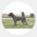 Pesquisar por griffon apontar wirehaired Wpg