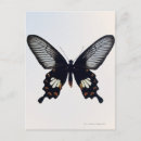 Pesquisar por borboleta marrom cartoes postais Bonito