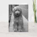 Pesquisar por goldendoodle cartoes Cão