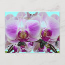 Pesquisar por orquídea roxa cartoes postais Orquídeas