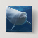 Pesquisar por baleia beluga acessorios Animal