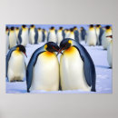 Pesquisar por pinguim pôsteres Amor