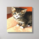 Pesquisar por cat impressão de canvas Fofofo