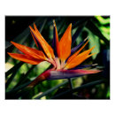 Pesquisar por pássaros e flores pôsteres Floral