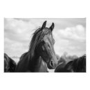 Pesquisar por cabeça de cavalo pôsteres Natureza