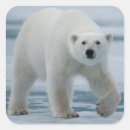 Pesquisar por maritimus do ursus adesivos Fauna