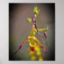 Pesquisar por flor da orquídea pôsteres Botânica