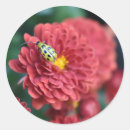 Pesquisar por besouro adesivos Flor