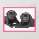 Pesquisar por labrador retriever cartoes postais Filhote